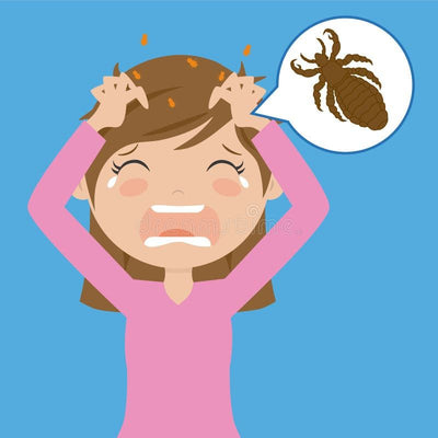 Lice Treatment